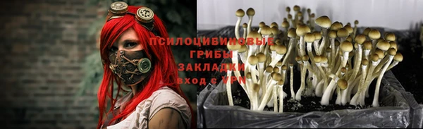 PSILOCYBIN Бронницы